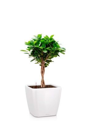 Фикус Моклейм 21/90 см в QUADRO LS 28, белый блестящий Фикус Моклейм 21/90 см в QUADRO LS 28, белый блестящий