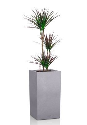 Драцена Маргината Маджента 3 ствола 21/110 см в CANTO STONE HIGH 30, серый камень