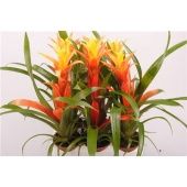 Гузмания Едина d9 см h30 см Гузмания Едина d9 см h30 см