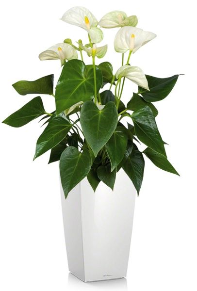 Антуриум Андрианум белый 17/60 см в CUBICO 22