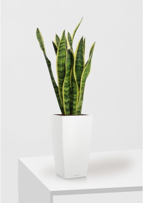 Сансевиерия Лауренти 17/60 см в CUBICO Color 22 Сансевиерия Лауренти 17/60 см в CUBICO Color 22