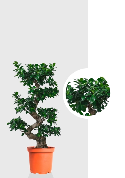 Фикус Бонсай в керамике 45/80 см Фикус Бонсай в керамике 45/80 см