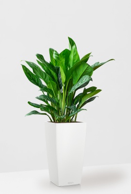 Аглаонема Страйп в CUBICO COLOR 30, белый