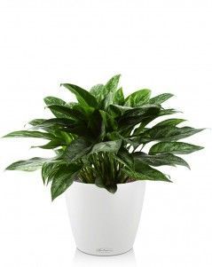 Аглаонема Мария CLASSICO 28/50 см, белый
