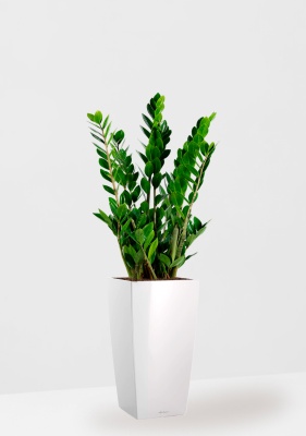 Замиокулькас 17/70 см в CUBICO 22