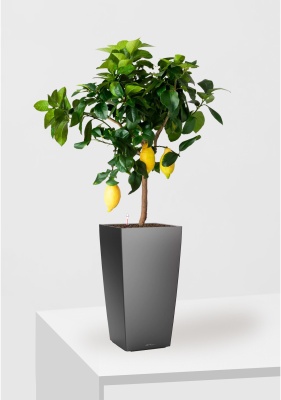 Цитрус Лимон 21/80 см в CUBICO 30, антрацитовый металлик
