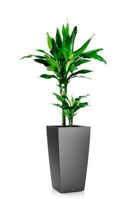 Драцена Джанет Линд 2 ствола 17/70 см в CUBICO 22, антрацитовый металлик