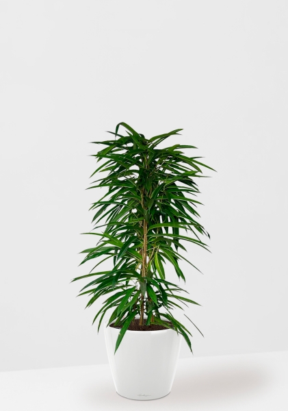 Фикус Али пирамида 24/120 см в CLASSICO LS 35 Фикус Али пирамида 24/120 см в CLASSICO LS 35