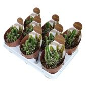 Кактус Цереус d10.5 см h12.5 см