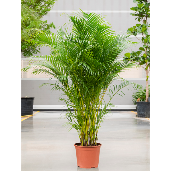 Хризалидокарпус Арека 35/200 см