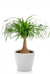 Нолина в CLASSICO LS 21