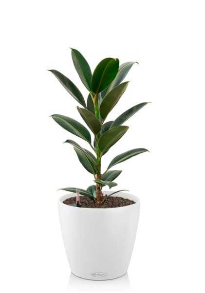 Фикус Эластика Мелани в CLASSICO COLOR 18 Фикус Эластика Мелани в CLASSICO COLOR 18