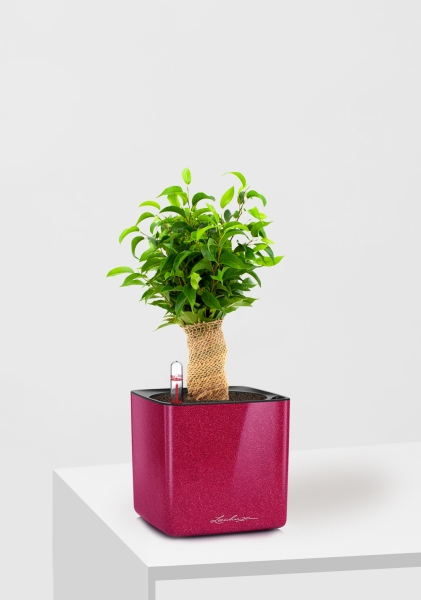 Фикус Бенджамина Наташа в джуте 12/30 см в CUBE GLOSSY KISS 14