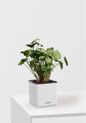 Сингониум Пикси 12/20 см в CUBE COLOR 14