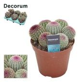 Эхиноцереус Rubrispinus d12 см h20 см тип 2 Эхиноцереус Rubrispinus d12 см h20 см тип 2