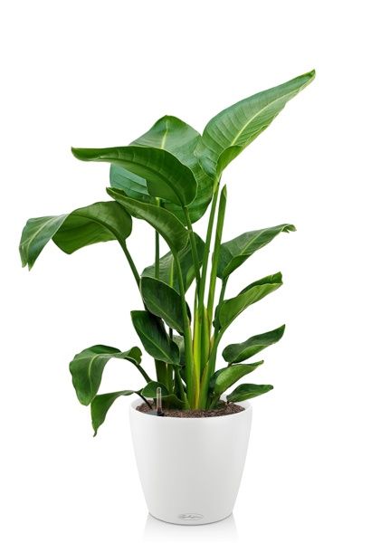 Стрелиция Николай 24/120 в CLASSICO COLOR 35 Стрелиция Николай 24/120 в CLASSICO COLOR 35