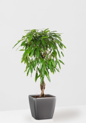 Фикус Амстел Кинг переплетенный 27/120 см в QUADRO LS 43, антрацитовый металлик Фикус Амстел Кинг переплетенный 27/120 см в QUADRO LS 43, антрацитовый металлик