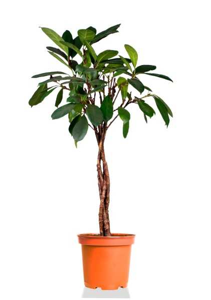 Фикус Циатистипула косичка d27 см h135 см