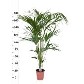 Ховея Форстериана d24 см h170 см тип 3