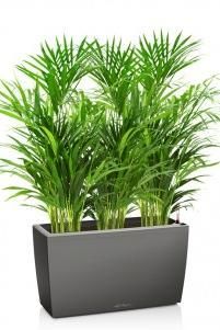 Хризалидокарпус в CARARO 75