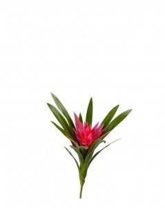 Гузмания Элегант тёмно-розовая