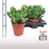 Крассула денежное дерево Durk d14 см h25 см Крассула денежное дерево Durk d14 см h25 см