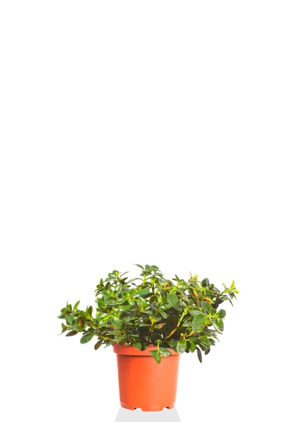 Пеперомия Ансел 14 см