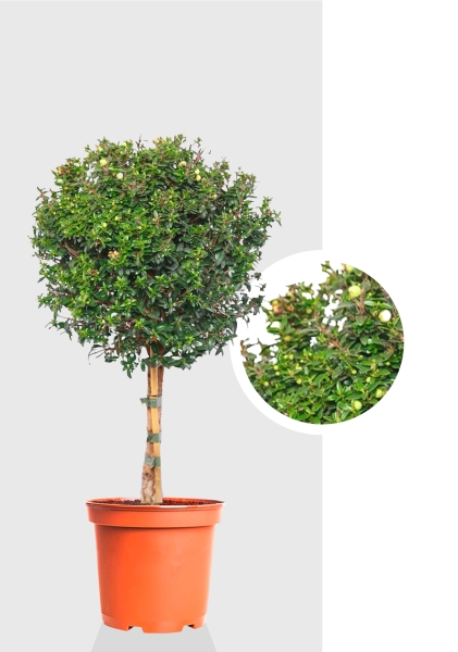 Мирт на стволе 19/75см