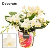 Фаленопсис Table Whitney 4+ Tak d12 см h25 см Фаленопсис Table Whitney 4+ Tak d12 см h25 см