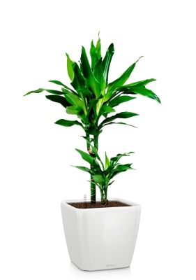 Драцена Джанет Линд 2 ствола 17/70 см в QUADRO LS 21, белый блестящий Драцена Джанет Линд 2 ствола 17/70 см в QUADRO LS 21, белый блестящий