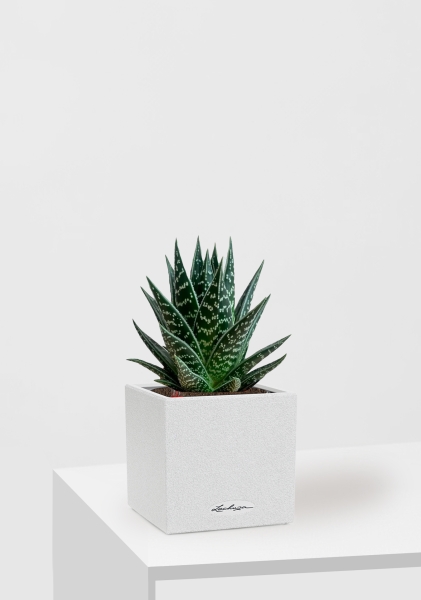 Алоэ Тики Таки 10/20 см в CANTO STONE 14