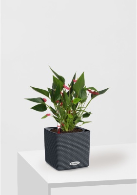 Антуриум многоцветковый 12/40 см в CUBE Color 16