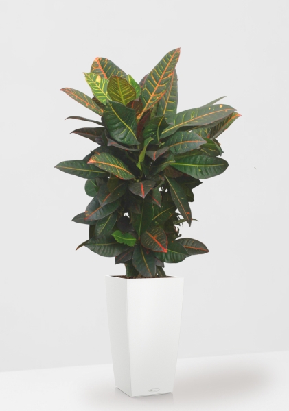 Кротон (Кодиеум) Петра 27/100 см в CUBICO COLOR 30