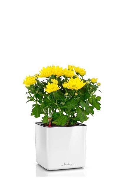 Хризантема микс 12/30 см в CUBE GLOSSY 14