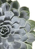 Эхеверия цветной микс 9/15 см в OJO