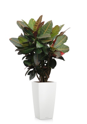 Кротон Миссис Айстон 17/65 см в CUBICO Color 22