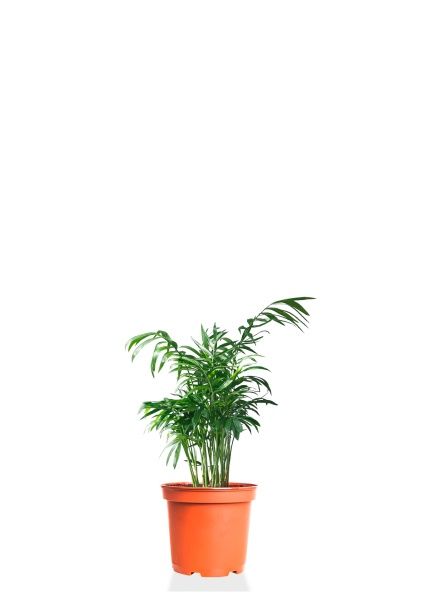 Хамедорея 5/20 см