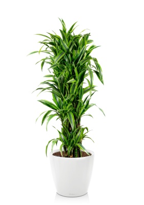 Драцена Лемон Лайм бранч 34/160 см в CLASSICO LS 43, белый блестящий Драцена Лемон Лайм бранч 34/160 см в CLASSICO LS 43, белый блестящий