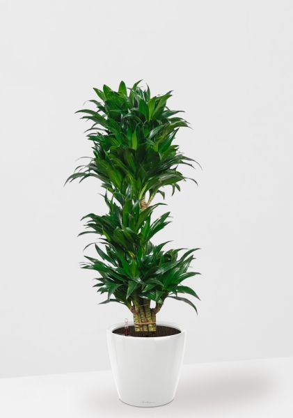 Драцена Компакта бранч 34/150 см в CLASSICO LS 43