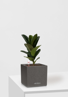 Фикус Эластика Кинг Конг 1 ствол 12/40 см в CANTO STONE 14