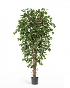 Фикус Бенджамина Лиана