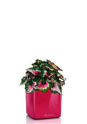 Бегония Белиф Пёрпл Блаш 13/25 см в CUBE GLOSSY KISS 14, вишнево-розовый блестящий