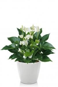 Антуриум белый в CLASSICO LS 21