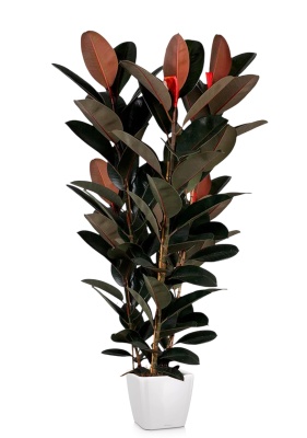 Фикус Эластика Абиджан 3 ствола 40/200 см в QUADRO LS 50