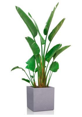 Стрелиция Николай в CANTO STONE LOW 40, серый камень Стрелиция Николай в CANTO STONE LOW 40, серый камень