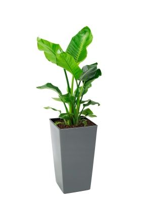 Стрелиция Николай 21/100 см в Finezja 30x30, серый бетон