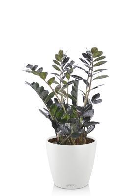 Замиокулькас Равен в CLASSICO COLOR 18, белый Замиокулькас Равен в CLASSICO COLOR 18, белый