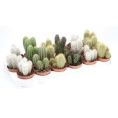 Кактус Зуил колоновидный микс d8.5 см h15 см тип 2