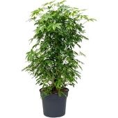 Шеффлера Компакта бранч разветвленная d38 см h175 см Шеффлера Компакта бранч разветвленная d38 см h175 см