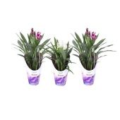 Куркума цветущая микс 2+ цветов d14 см h55 см тип 2